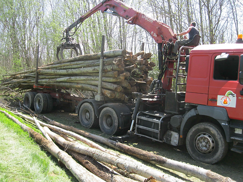 Chestnut logs – 50 cubic meters truckload