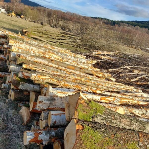 Birch Round Timber – Half Truck Load 22.5 m³ (22.5 RM)